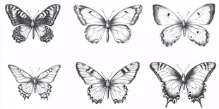 手绘蝴蝶图案集合