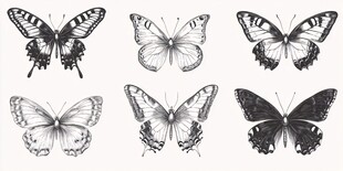 黑白手绘蝴蝶艺术集合