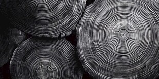 原木横截面的年轮纹理