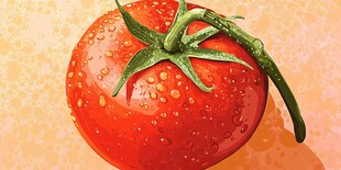 鲜红带露番茄插画