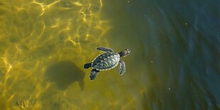 水中遨游的小海龟
