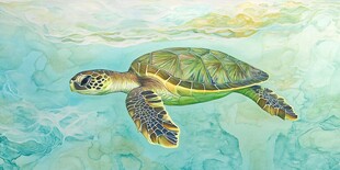 海龟在清澈海水中优雅游动