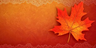 秋韵枫叶 精致背景图