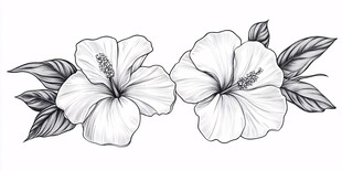 黑白扶桑花插画图案