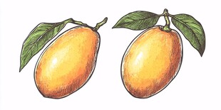 手绘两个金黄饱满的芒果