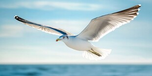 海鸥翱翔于碧海蓝天