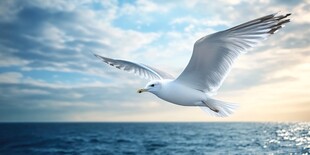 海鸥翱翔于碧海蓝天间