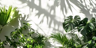 阳光洒落的绿植墙景