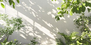 阳光下绿植映白墙景致