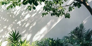 墙畔绿植 光影交织之美