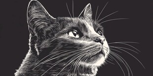 仰望的猫咪黑白插画