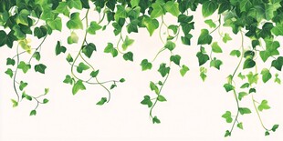 垂挂的翠绿常春藤装饰画