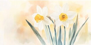 水彩绘水仙花清新画面
