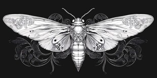 复古花纹飞蛾插画设计