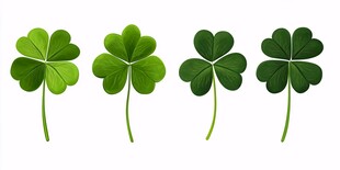 四片翠绿三叶草