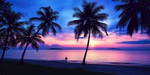 夕阳下的椰林海滨美景