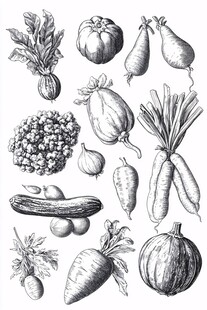 手绘蔬菜集合图