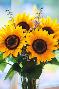 花瓶中的灿烂向日葵