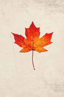 独片枫叶的秋日诗意