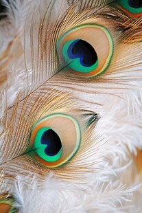孔雀羽毛特写 绚丽眼状斑纹