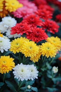 多彩菊花绽放