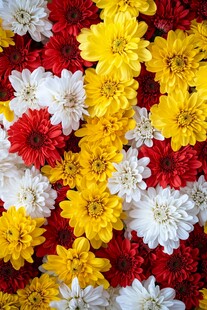 多彩菊花绽放绚丽花景