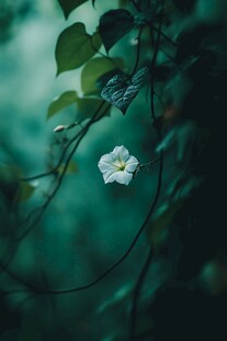 幽绿背景下的素雅白色小花