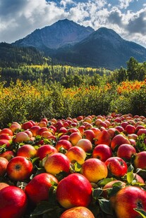 山间红苹果的丰收美景