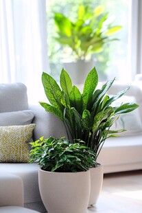 客厅绿植装点温馨家居空间
