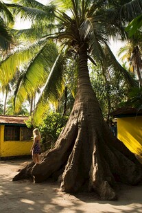 巨大椰树下的静谧场景