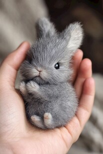 掌心的可爱灰色毛绒小兔