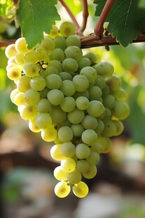 晶莹绿葡萄挂于枝头