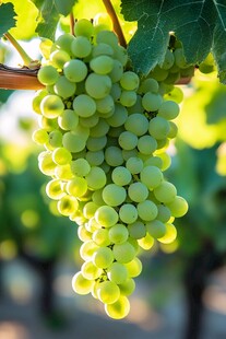阳光下的青葡萄串