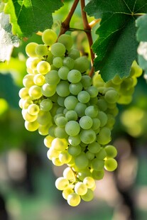 晶莹绿葡萄挂于藤蔓间