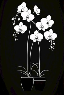 黑白兰花插画简约盆栽