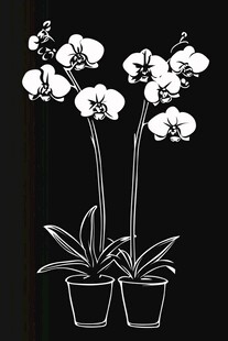 黑白线条风双盆蝴蝶兰