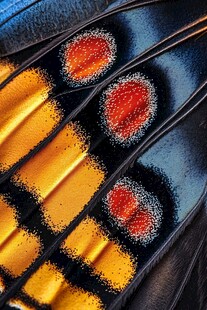 绚丽羽毛微观纹理特写