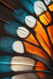 蝴蝶翅膀的绚丽微观世界