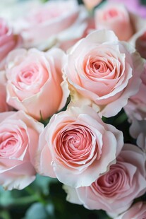 粉色浪漫玫瑰花束特写
