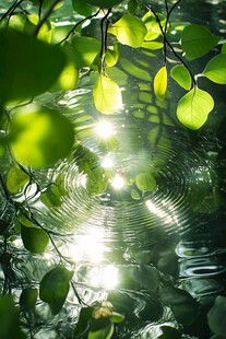阳光透过树叶洒在水面
