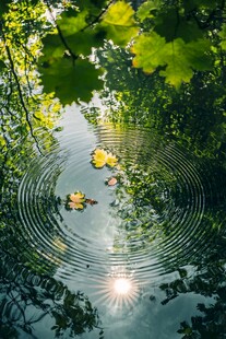 阳光树影下的水中落叶