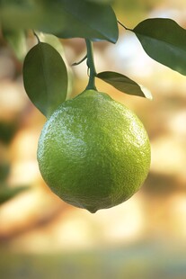 枝头青柠檬 清新自然感
