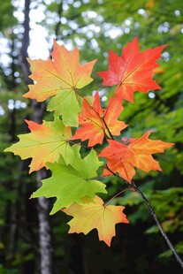 秋日多彩枫叶枝头绽放