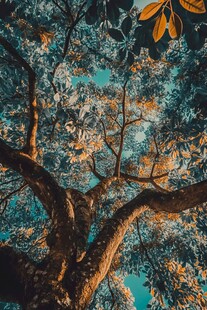 仰望繁茂大树与斑驳枝叶