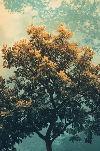 秋日独树 光影交织之美