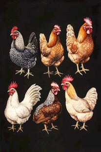 多彩鸡群展示