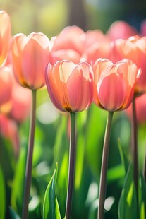 阳光下的粉色郁金香花海