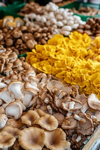 多彩菌菇大集合