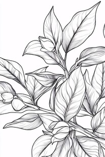手绘植物枝叶黑白插画