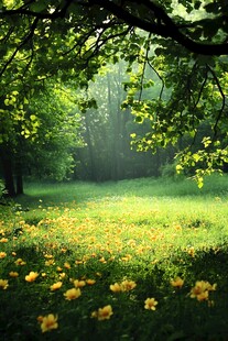 林间晨景 繁花绿地与光影